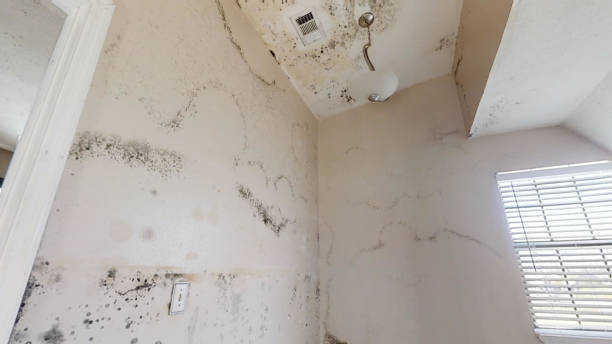 Best Commercial Mold Inspection  in Arial, SC