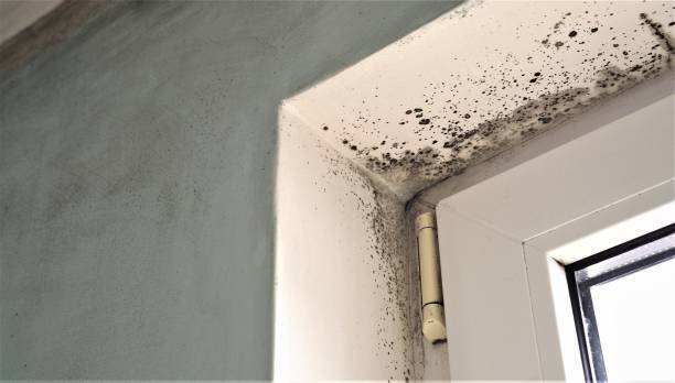 Best Mold Damage Restoration  in Arial, SC