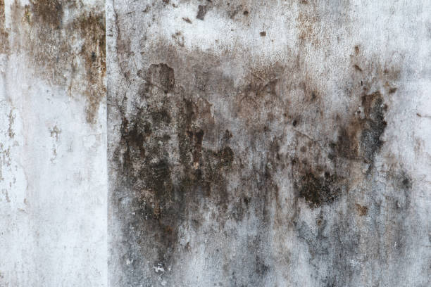 Best Biohazard Mold Removal  in Arial, SC