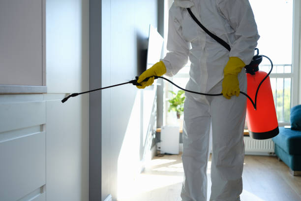 Best Black Mold Removal  in Arial, SC