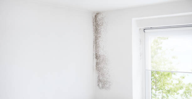 Best Mold Removal for HVAC Installations  in Arial, SC